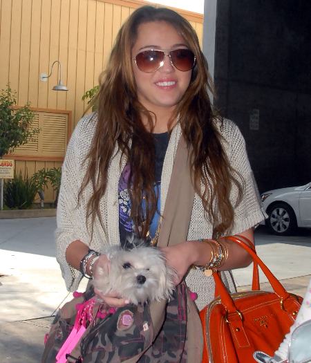 A atriz norte-americana Miley Cyrus, intérprete de Hannah Montana, carrega sua cadelinha Sophie na bolsa