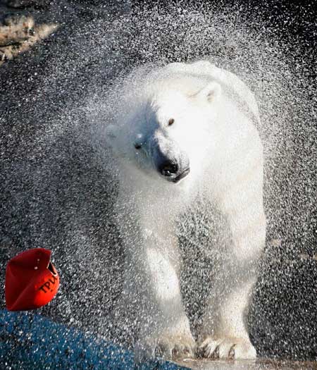 O urso polar Commander Sedov se seca após tomar um banho de piscina no zoológico de Krasnoyarsk, na Rússia; a cidade, que fica na Sibéria, enfrenta tempera...