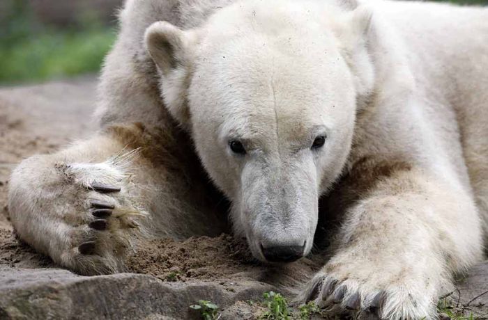 O urso Polar Knut vivia solitário em sua jaula, no zoológico de Berlim