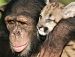 Chimpanzé adota filhote de puma