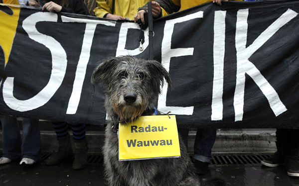 Cachorro participa de manifestação estudantil na Alemanha. Estudantes vão às ruas em protesto à reforma educacional