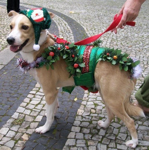 O Fest Cães Pet Boas Festas aconteceu no último domingo (13), na Praça Jardim do Méier, no Rio de Janeiro. O cão Bredd Pitty usou uma roupa de duende de Na...