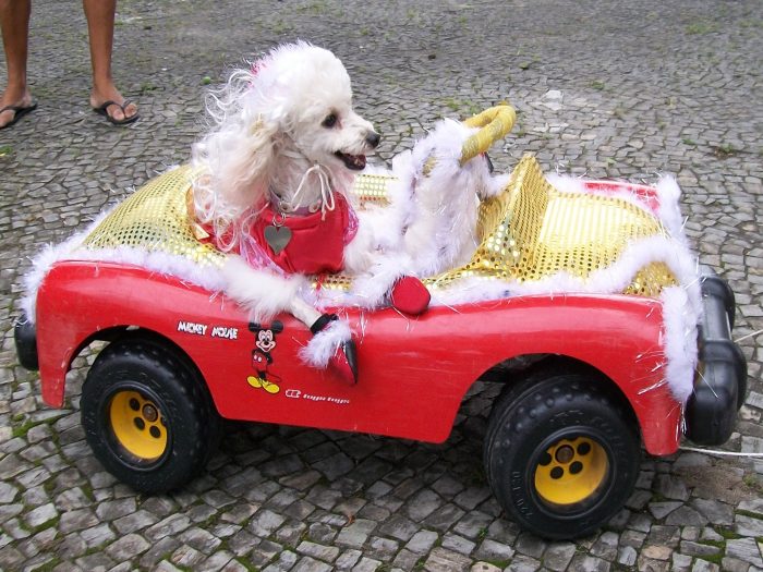 A poodle Kitty chegou fantasiada de Mamãe Noel em um carrinho motorizado. Chique, né?