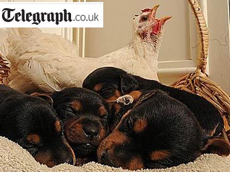 Reprodução (telegraph.co.uk)