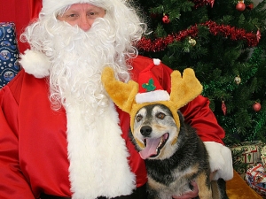 cachorro papai noel