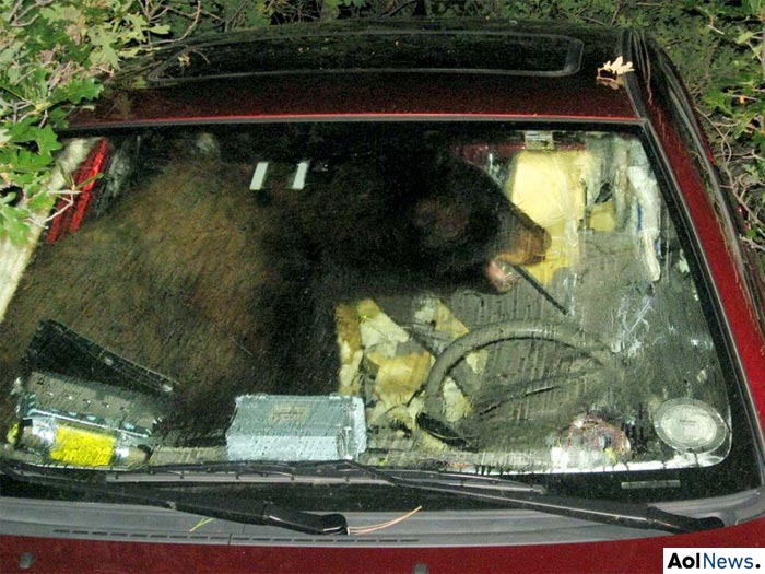 http://i1.r7.com/data/files/2C92/94A3/2A83/7959/012A/8A9B/9D88/22ED/urso.jpg