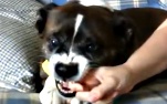 Veja como cachorro defende brinquedo