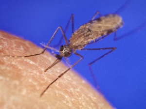 Anopheles, mosquito, malária