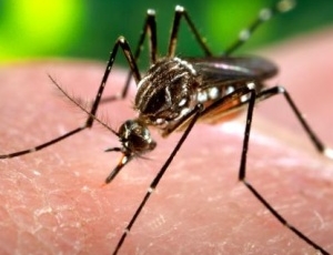 dengue 300x225