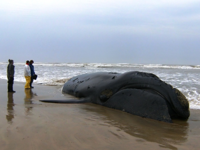 Projeto Baleia Franca/Divulgação