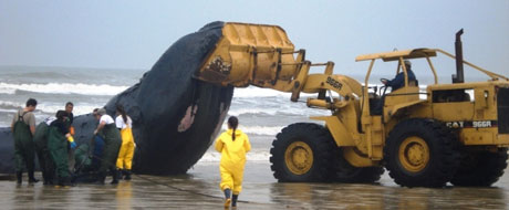 A imagem “http://i1.r7.com/data/files/2C92/94A3/2B10/747C/012B/1172/3BD4/2FD5/baleia-morta-tv-20100914.jpg” contém erros e não pode ser exibida.