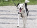 Conheça as raças de cães; saiba mais sobre cada uma delas