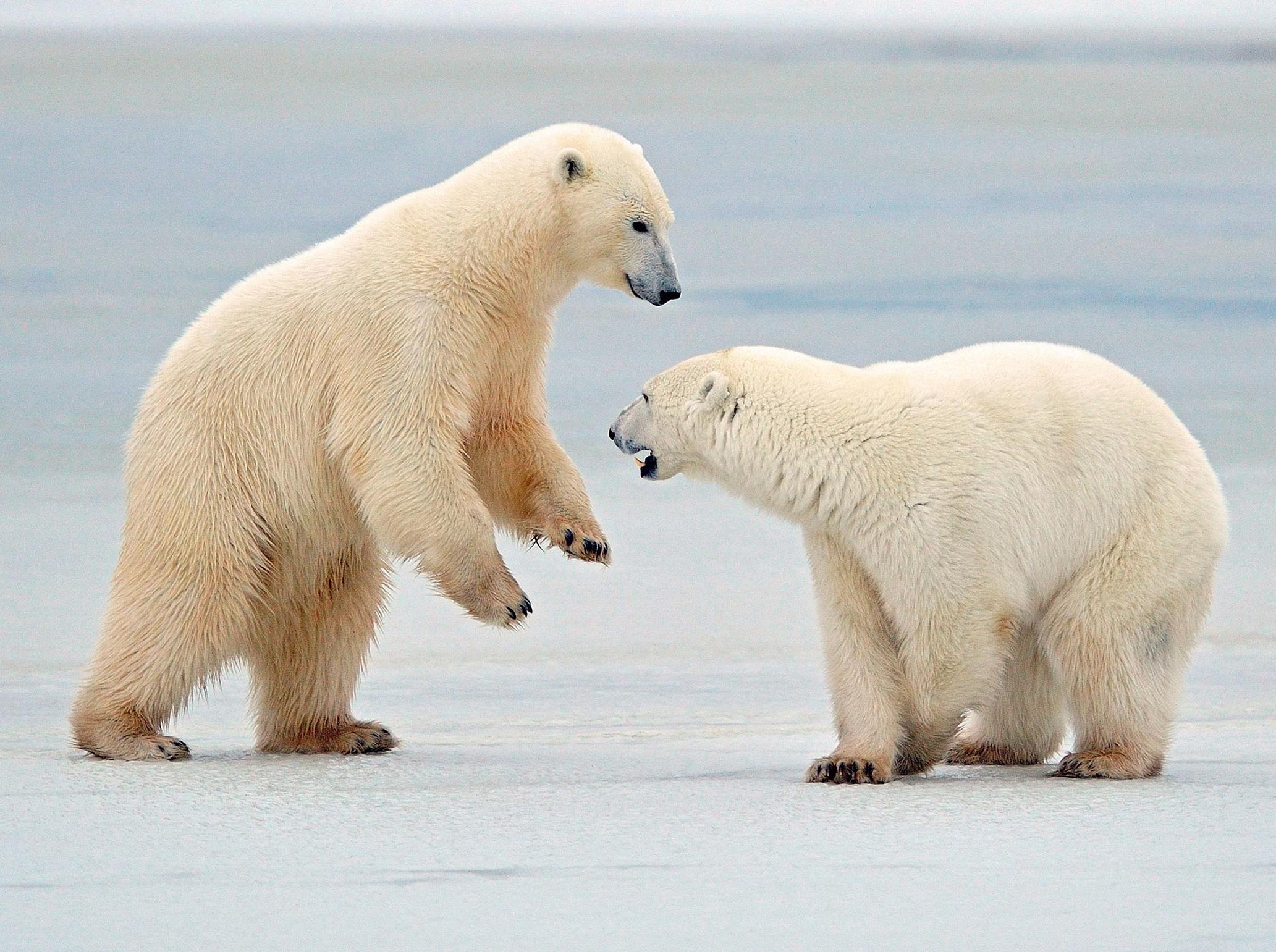 Urso Polar Reino