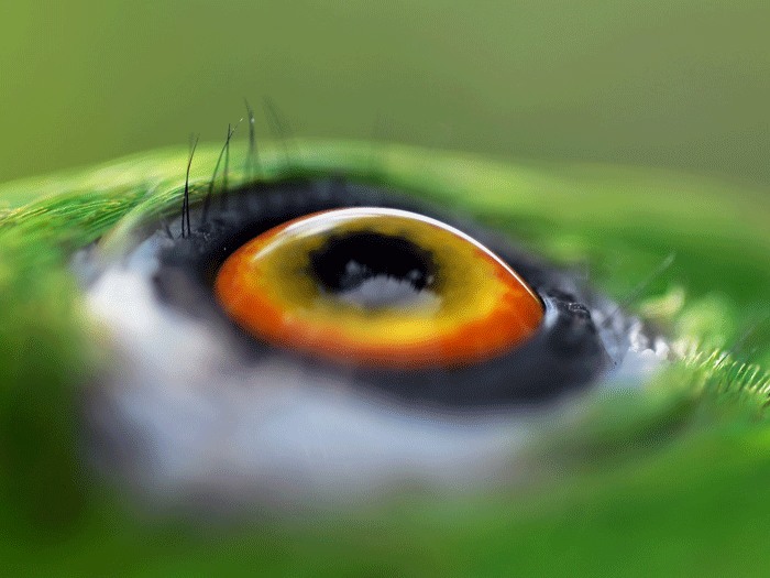 Detalhe do olho de um papagaio do Zoológico Nacional de Manágua, na Nicarágua. O país comemora neste domingo (4) o Dia Mundial dos Animais
