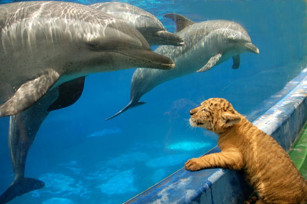 O filhote de Liger se encantou com o aquário dos golfinhos, na China