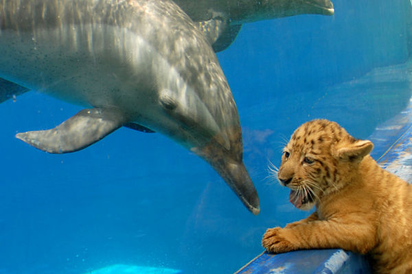O zoológico de Shenzhen, na China, é o único no mundo que tem ligers, cruzamento entre uma leoa e um tigre, e tigons, cruzamento entre uma tigreza e um leã...