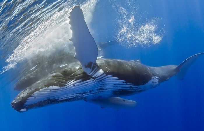 Baleia jubarte (Megaptera novaeangliae) nada no mar da costa do Havaí, no oceano Pacífico. Uma baleia jubarte pode pesar de 35 a 40 toneladas e medir cerca...