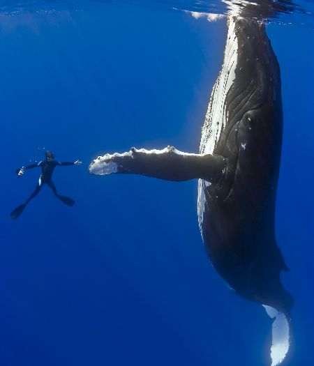 O encontro da baleia jubarte (Megaptera novaeangliae) com um navegador na costa do Havaí, no oceano Pacífico, mostra a grandiosidade da espécie