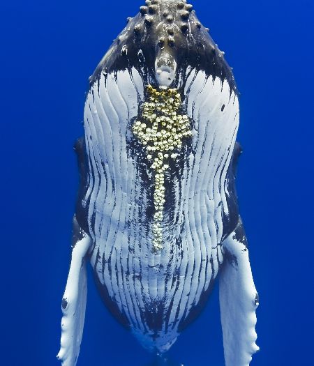 Detalhe da "barriga" da baleia jubarte (Megaptera novaeangliae)