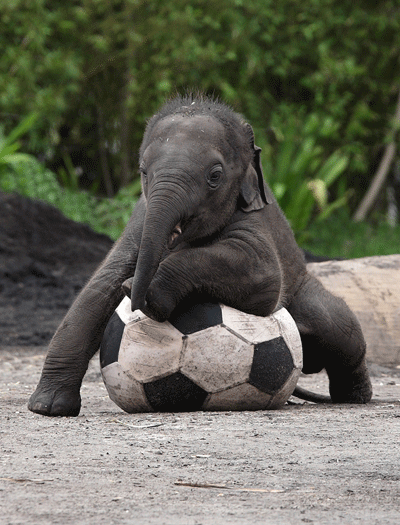 Filhote de elefante chamado Luk Chai brinca com bola no zoológico de Taronga, em Sydney, na Austrália