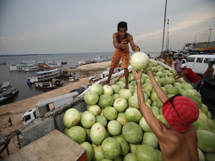 Produtores despejam toneladas de melancia no Rio Negro, em Manaus. Sem ter onde armazenar o produto, os agricultores tentam vender as melancias por R$0,50