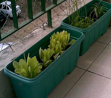 Plante suas verduras dentro de casa, literalmente! - Receitas e ...