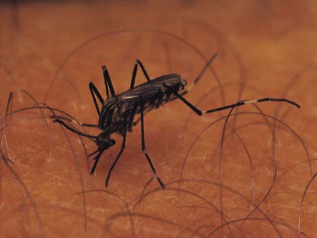 malaria-hg-20091215
