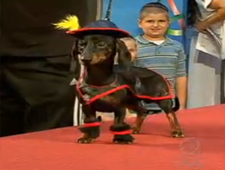 Cachorros também desfilam fantasiados em São Paulo
