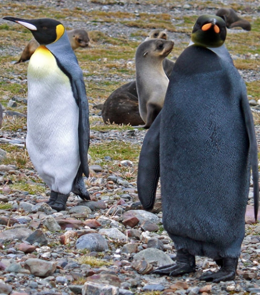 pinguim negro