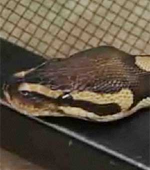 Cobra assusta h&oacute;spede de hotel nos Estados Unidos - Esquisitices ...