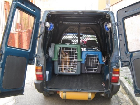 Divulgação/ Angel Dogs