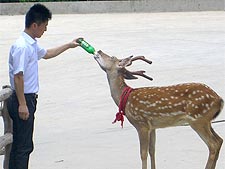Veado fica viciado em cerveja e vira atração