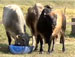Rodeio em Itu dá exemplo de cuidado com os animais