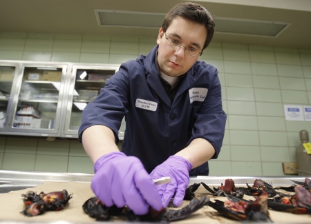 O veterinário Brandon Ross realiza testes para descobrir a causa 
da morte de quase 5.000 melros no Estado americano do Arkansas