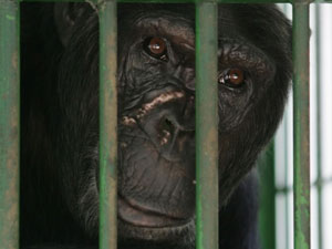 Justiça não reconhece pedido de liberdade para chimpanzé Jimmy