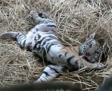 Polícia monta megaoperação contra tigre de pelúcia na Inglaterra