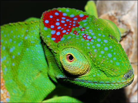 Camaleão Madagascar