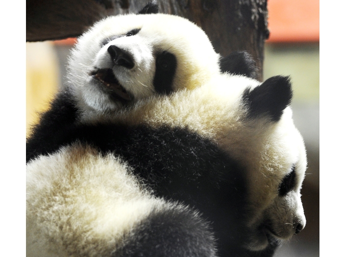Panda-gigante