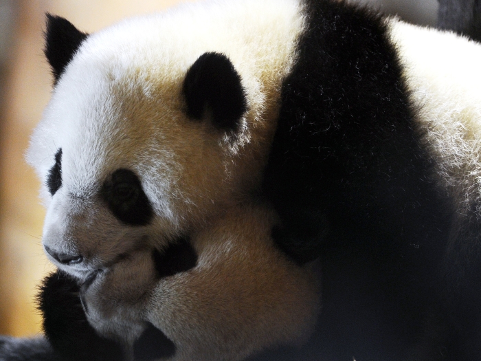As imagens não deixam dúvidas: os irmãos, descendentes de uma espécie encontrada em liberdade apenas na China, estão sendo muito bem criados pelos tratador...