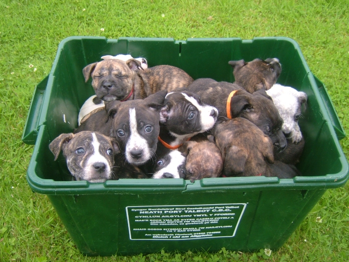 BBC - Cães abandonados no lixo