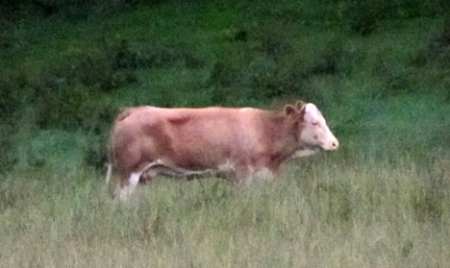 yvonne-the-cow