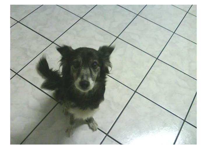 Voc&ecirc; j&aacute; viu um destes animais? - Foto 1 - Bichos - R7