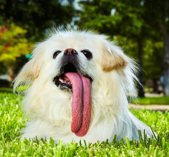 Reprodução/Guinness Book Of Records