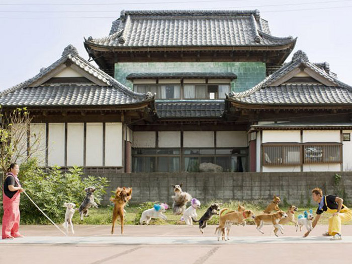 C&atilde;es corda