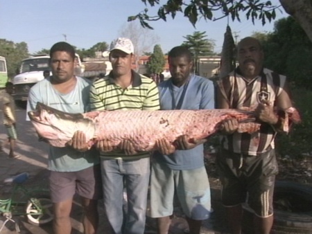 Peixe que pesava mais de 70 kg, pode ser um Pirarucu (Reprodução / Rede Record) pirarucu