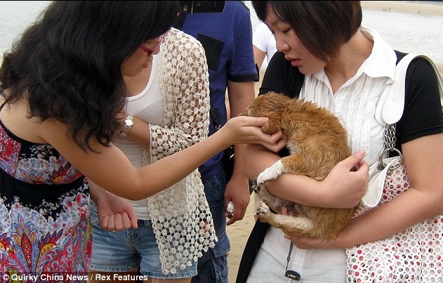 O filhotinho teve um final feliz e encontrou uma nova dona