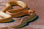 Fotógrafo registra cobra engolindo outra serpente