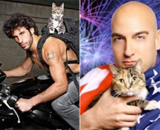 Campanha de adoção de animais mistura gatinhos e gatões. Amplie