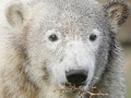 Knut