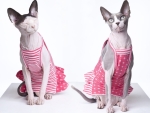 Gatos carecas mostram muito estilo